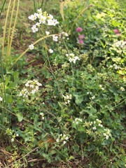 Capsella grandiflora