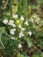 Capsella grandiflora