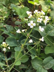Capsella grandiflora