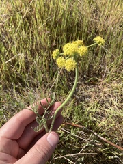 Lomatium triternatum brevifolium