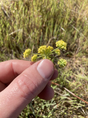 Lomatium triternatum brevifolium