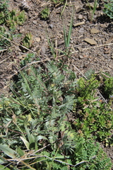 Oxytropis dasypoda