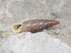 Leucostigma candidescens