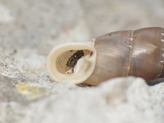 Leucostigma candidescens