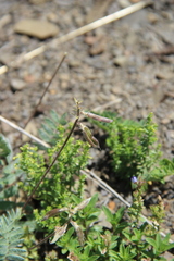 Oxytropis dasypoda