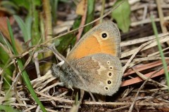 Coenonympha california subfusca