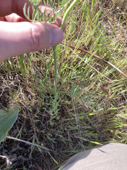 Lomatium triternatum brevifolium
