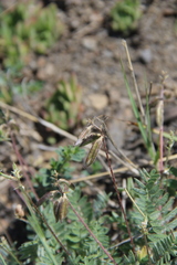 Oxytropis dasypoda