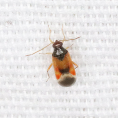 Ceratocapsus apicalis