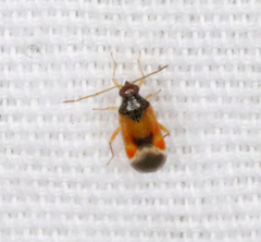 Ceratocapsus apicalis
