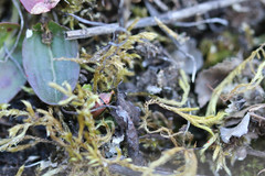 Poecilus cupreus