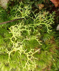 Cladonia subpungens