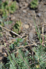 Oxytropis dasypoda