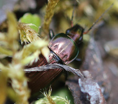 Poecilus cupreus