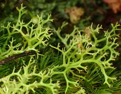 Cladonia subpungens