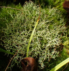 Cladonia subpungens