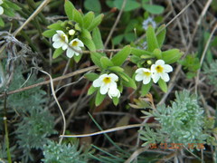 Buglossoides czernjajevii