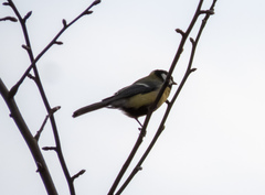 Parus major