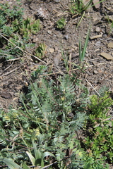Oxytropis dasypoda