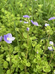 Veronica persica