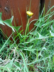 Taraxacum officinale