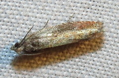 Pseudexentera mali