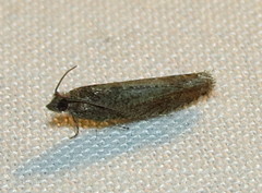 Pseudexentera mali