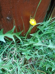 Taraxacum officinale
