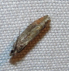 Pseudexentera mali