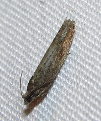 Pseudexentera mali