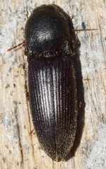 Agriotes sordidus