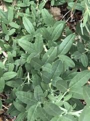 Bituminaria bituminosa