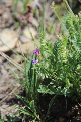 Oxytropis lapponica