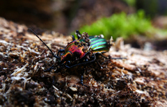 Carabus lineatus lateralis