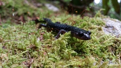 Plethodon metcalfi