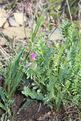 Oxytropis lapponica