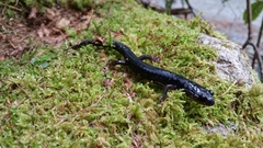Plethodon metcalfi