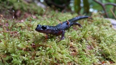 Plethodon metcalfi