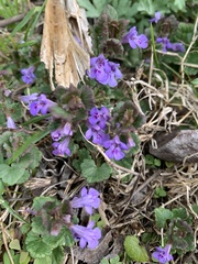 Glechoma hederacea