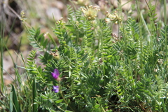Oxytropis lapponica