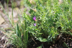 Oxytropis lapponica