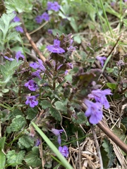 Glechoma hederacea