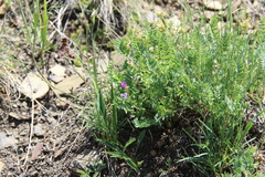 Oxytropis lapponica