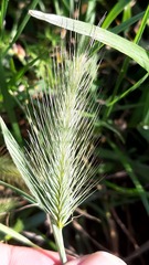 Hordeum geniculatum