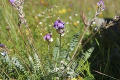 Oxytropis owerinii