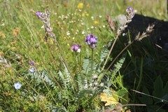 Oxytropis owerinii