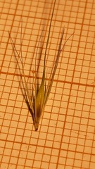 Hordeum geniculatum