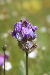 Oxytropis owerinii
