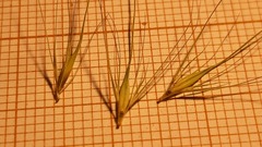 Hordeum geniculatum