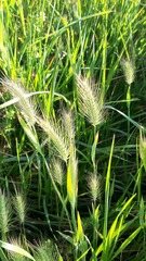 Hordeum geniculatum